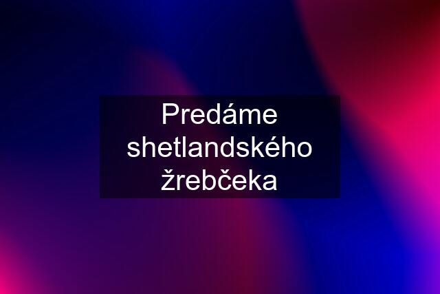 Predáme shetlandského žrebčeka