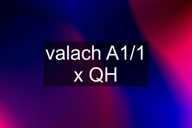 valach A1/1 x QH