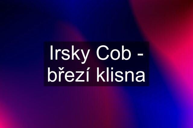 Irsky Cob - březí klisna