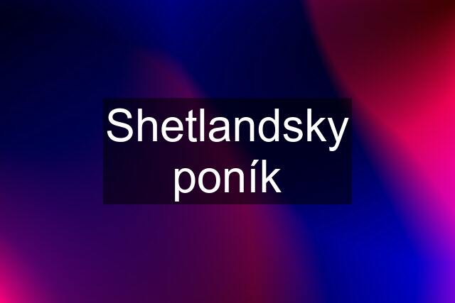 Shetlandsky poník