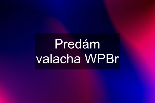 Predám valacha WPBr