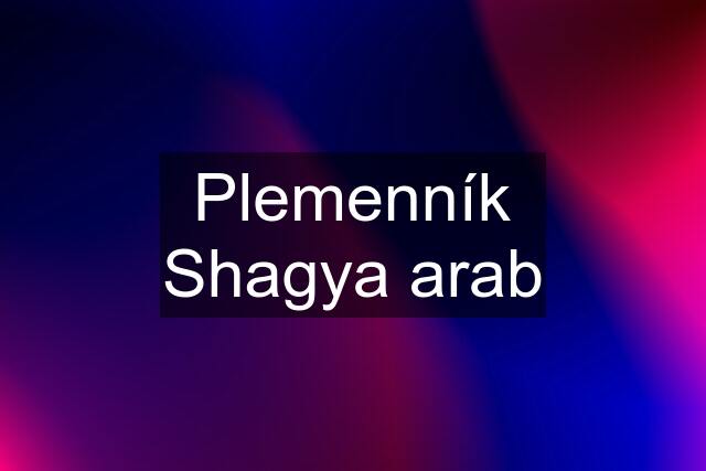 Plemenník Shagya arab