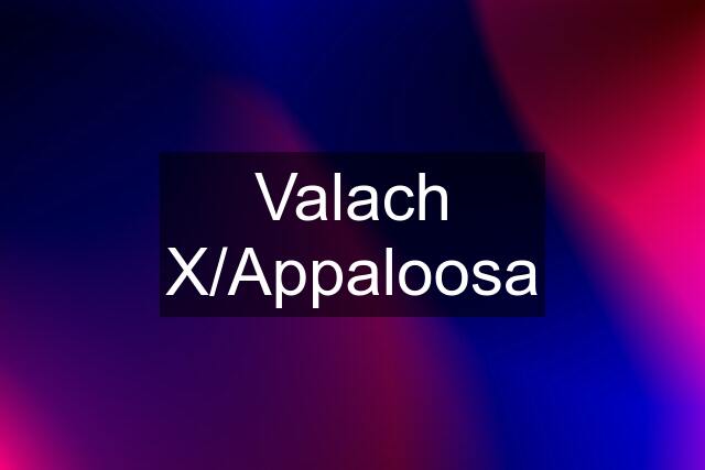 Valach X/Appaloosa