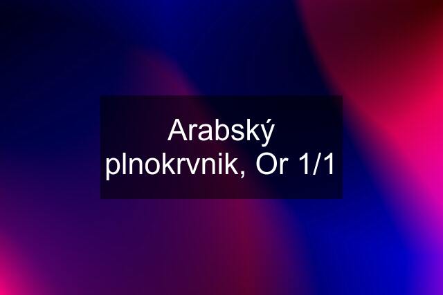 Arabský plnokrvnik, Or 1/1