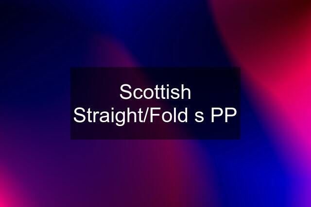 Scottish Straight/Fold s PP