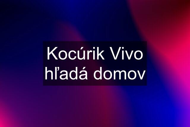 Kocúrik Vivo hľadá domov