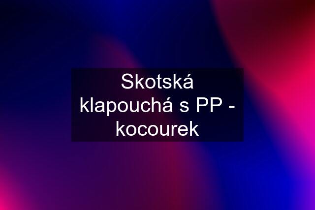 Skotská klapouchá s PP - kocourek