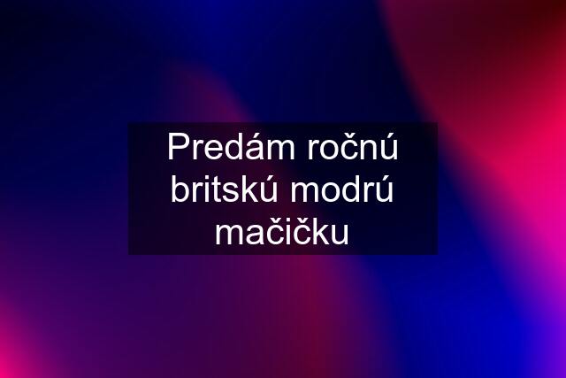 Predám ročnú britskú modrú mačičku