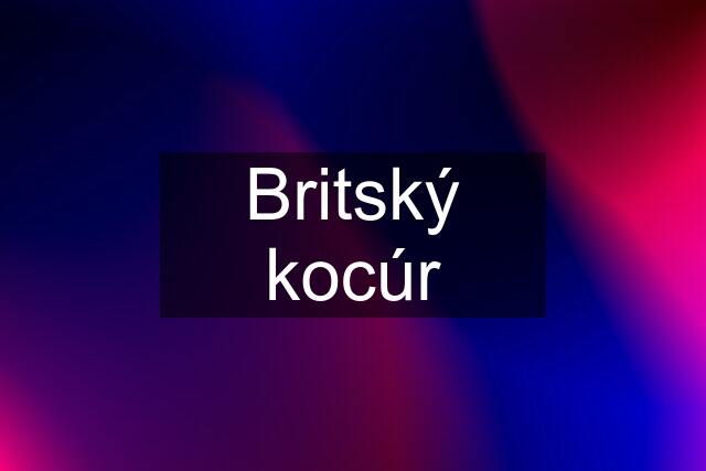 Britský kocúr