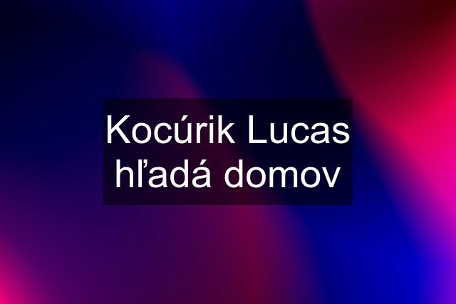 Kocúrik Lucas hľadá domov