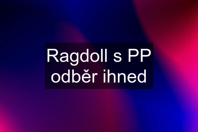 Ragdoll s PP odběr ihned