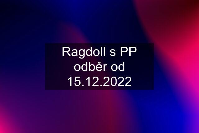 Ragdoll s PP odběr od 15.12.2022