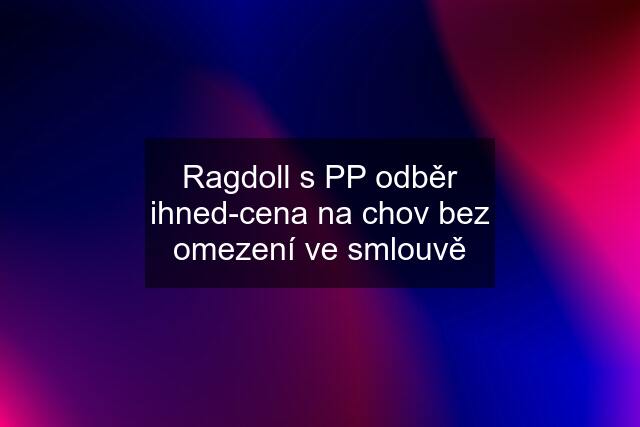 Ragdoll s PP odběr ihned-cena na chov bez omezení ve smlouvě