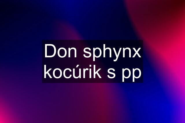 Don sphynx kocúrik s pp