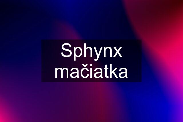 Sphynx mačiatka