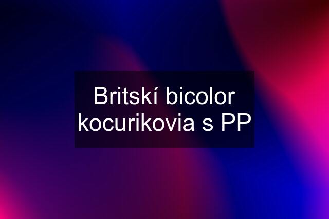 Britskí bicolor kocurikovia s PP