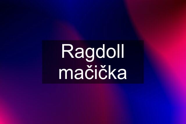 Ragdoll mačička