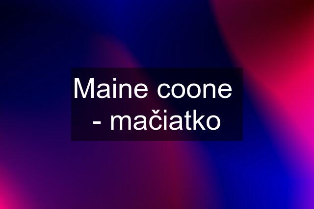 Maine coone  - mačiatko