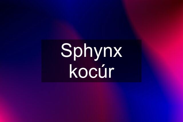 Sphynx kocúr