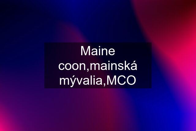 Maine coon,mainská mývalia,MCO