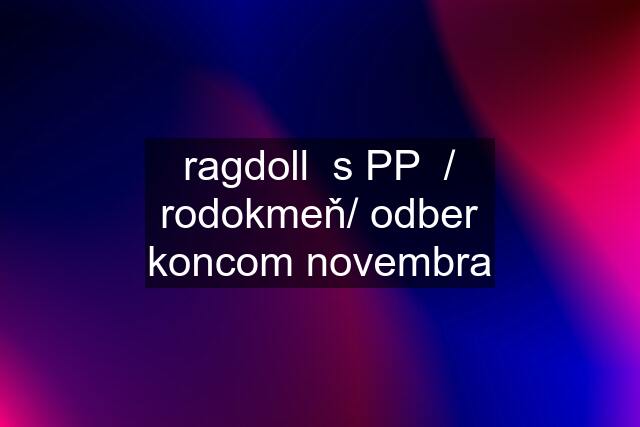 ragdoll  s PP  / rodokmeň/ odber koncom novembra