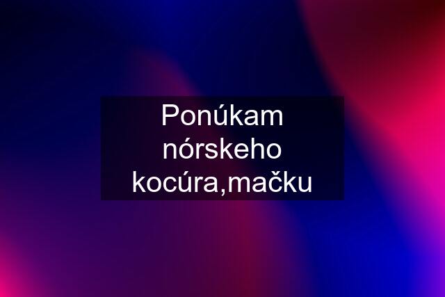 Ponúkam nórskeho kocúra,mačku