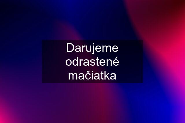 Darujeme odrastené mačiatka