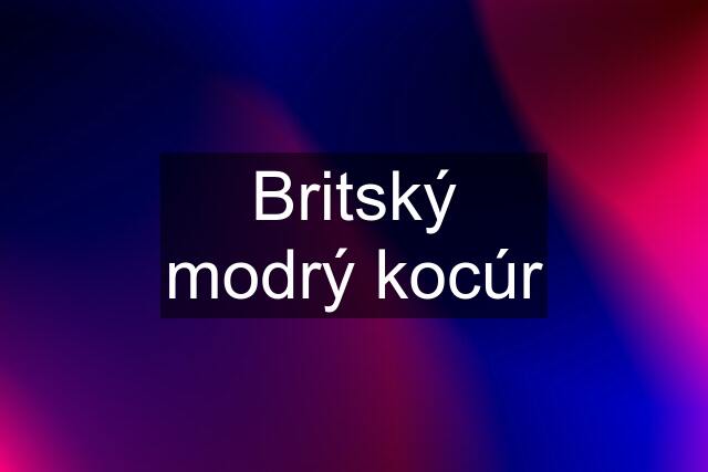 Britský modrý kocúr