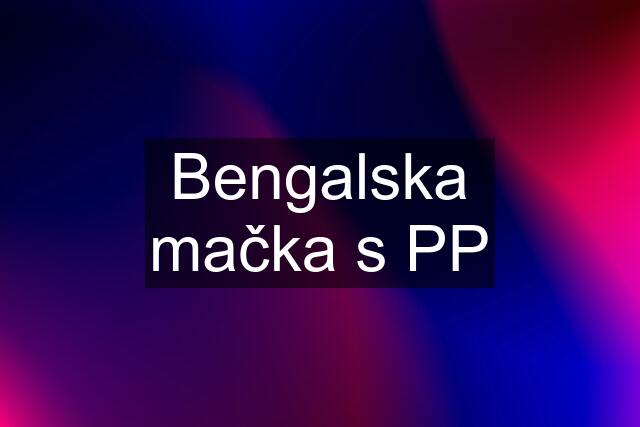 Bengalska mačka s PP