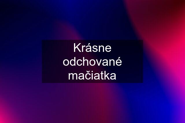 Krásne odchované mačiatka