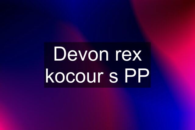 Devon rex kocour s PP