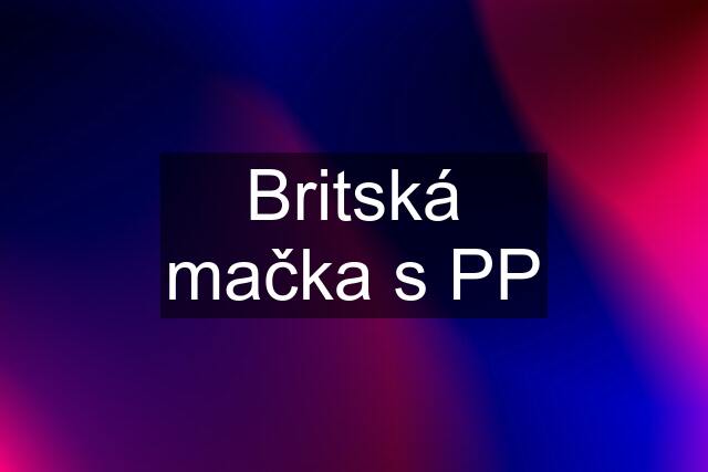 Britská mačka s PP