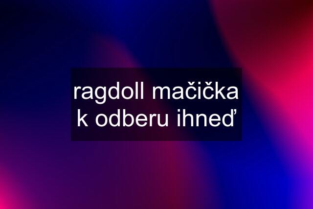 ragdoll mačička k odberu ihneď