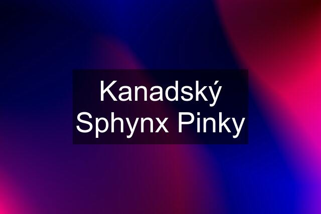 Kanadský Sphynx Pinky
