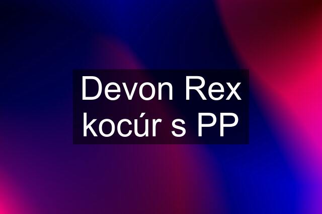 Devon Rex kocúr s PP