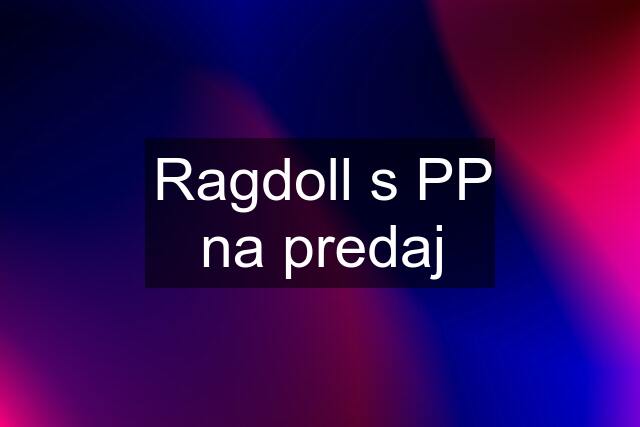 Ragdoll s PP na predaj