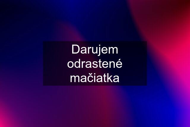 Darujem odrastené mačiatka