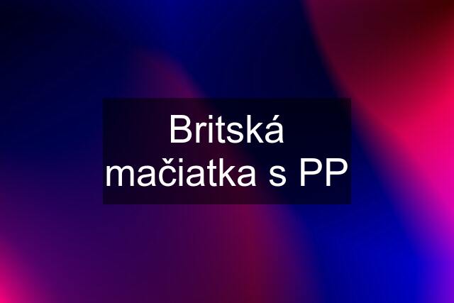 Britská mačiatka s PP