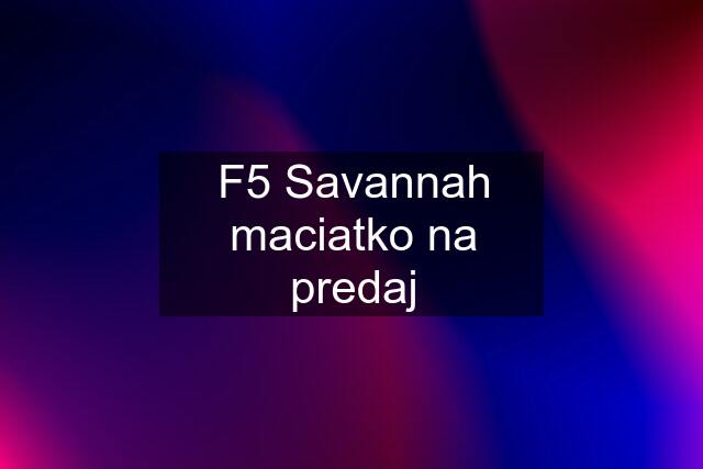 F5 Savannah maciatko na predaj