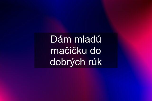 Dám mladú mačičku do dobrých rúk