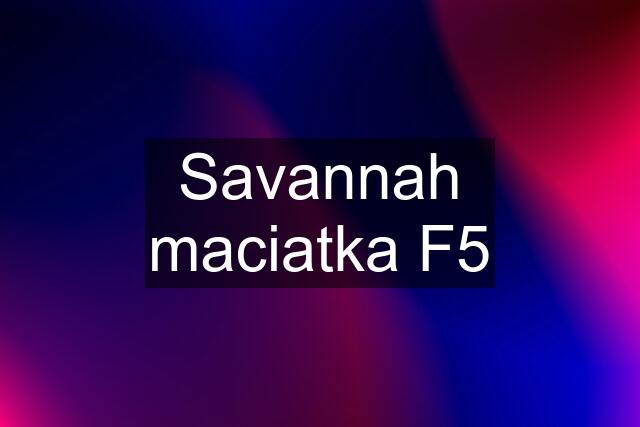 Savannah maciatka F5