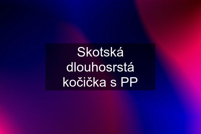 Skotská dlouhosrstá kočička s PP