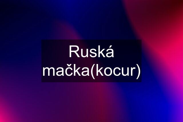 Ruská mačka(kocur)