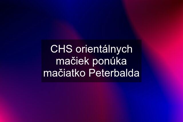 CHS orientálnych mačiek ponúka mačiatko Peterbalda