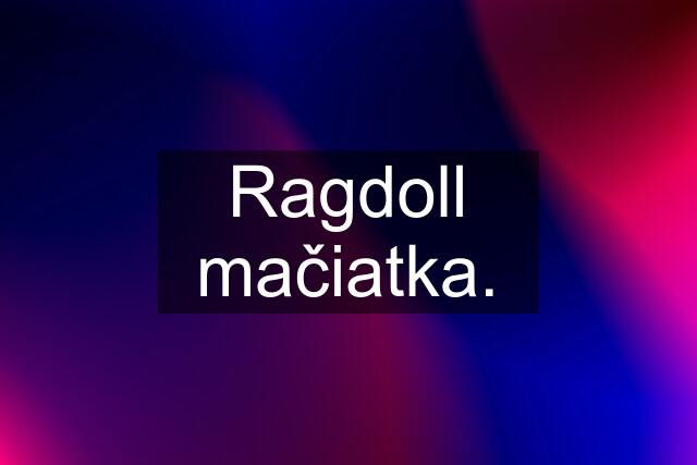 Ragdoll mačiatka.