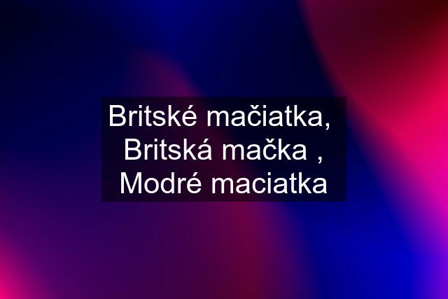 Britské mačiatka,  Britská mačka , Modré maciatka