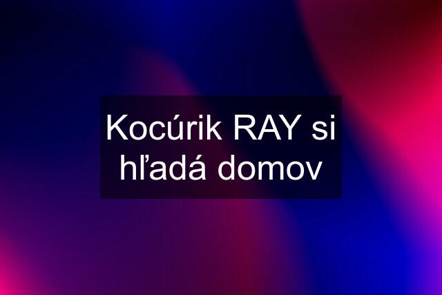 Kocúrik RAY si hľadá domov