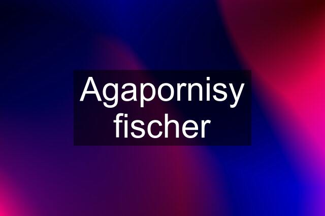 Agapornisy fischer