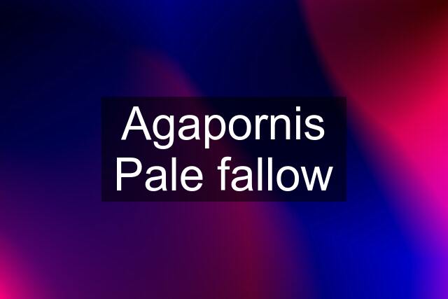 Agapornis Pale fallow