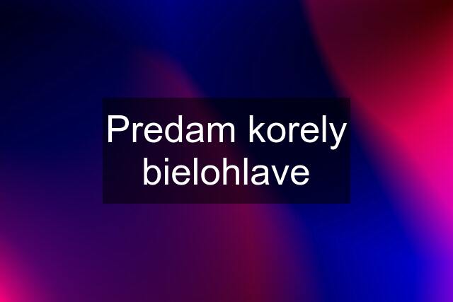 Predam korely bielohlave